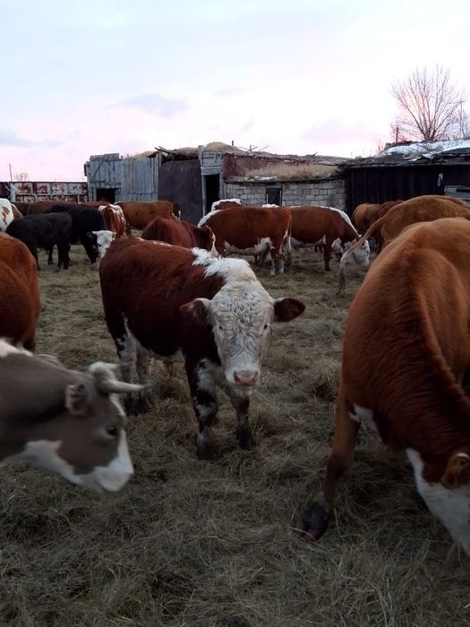 Продам молодняк крупные