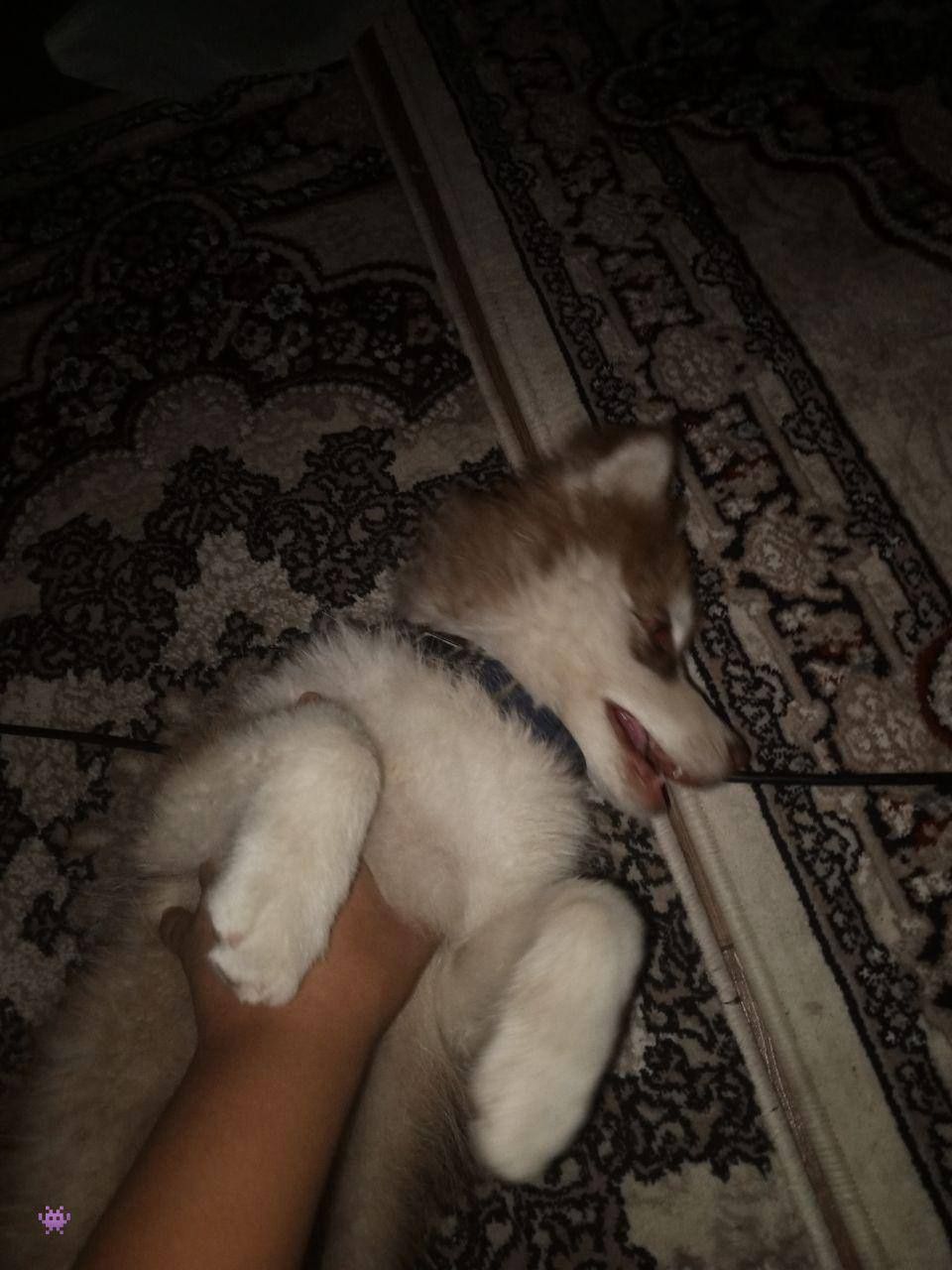 3 oylik tozza zotli haski srochna sotiladi
