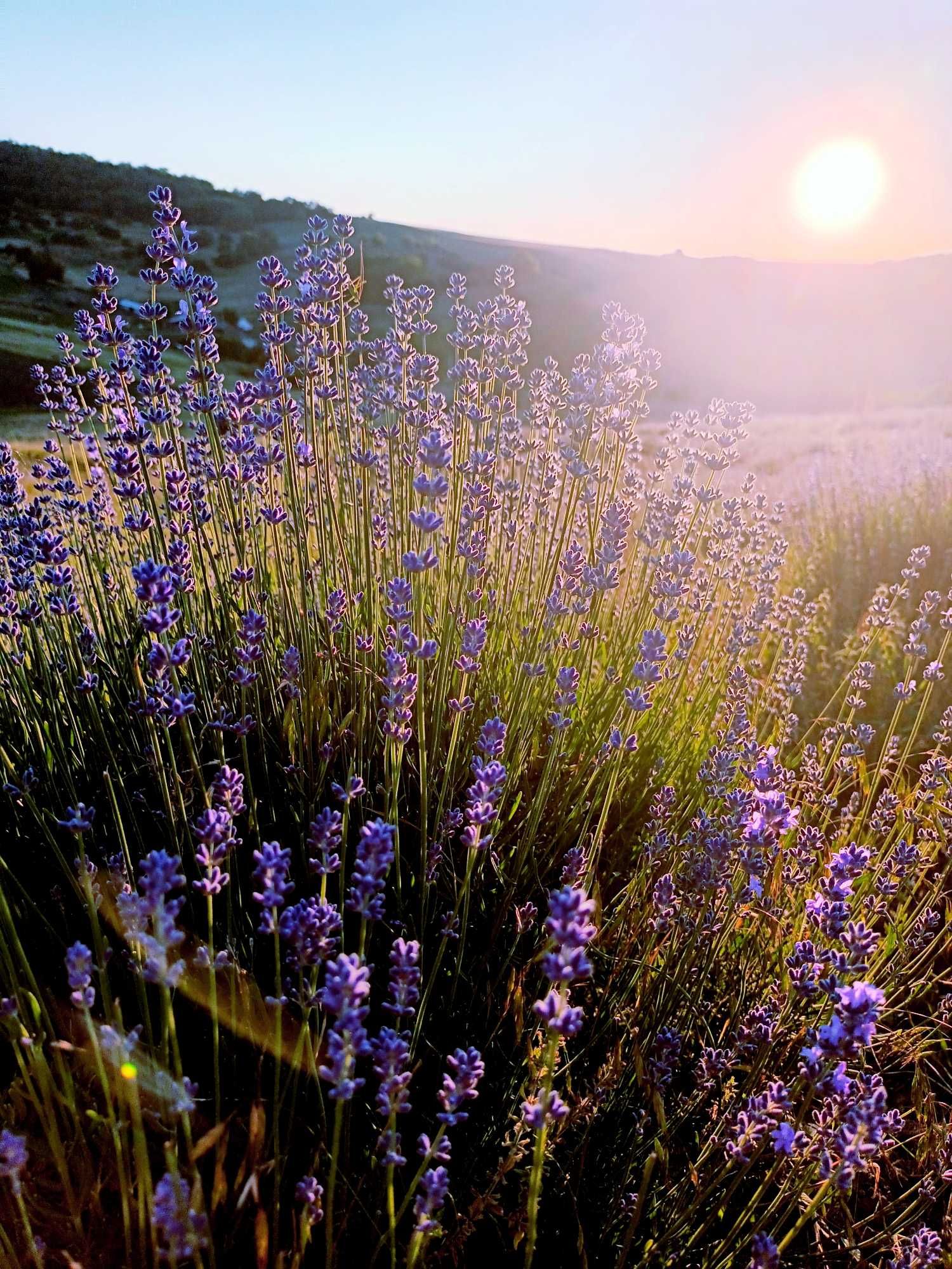 Vand tufe lavanda