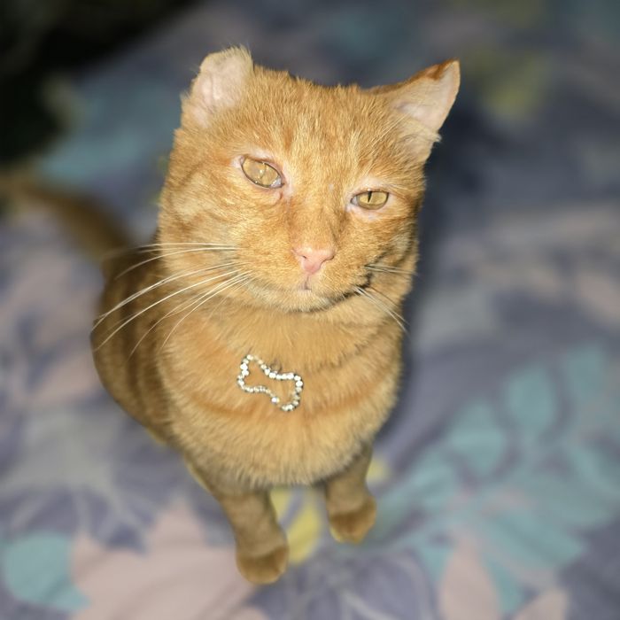 Санни ищет дом, добрые руки