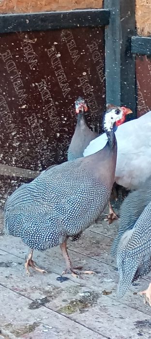 De vânzare bibilici