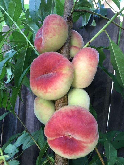 Pomi Fructiferi Columnari ( PIERSIC )