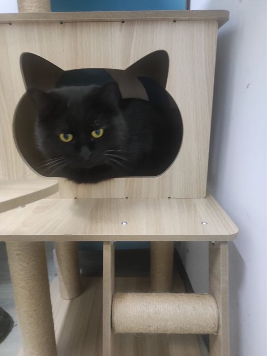 Кот Зевс в поиске дома