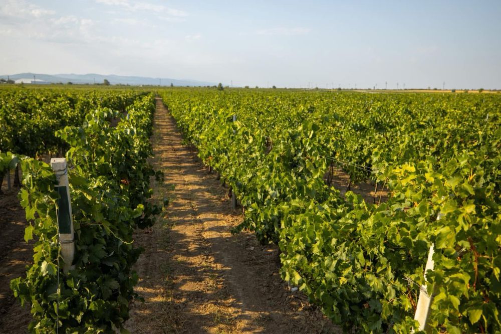 Plantatie vita de vie