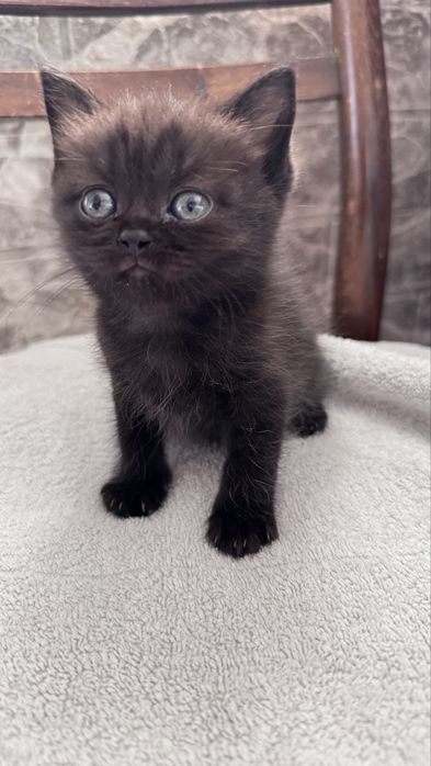 Котенок бесплатно