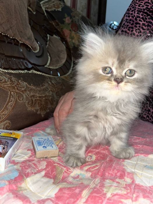 Продаются котята манчикины 1,5 месяца