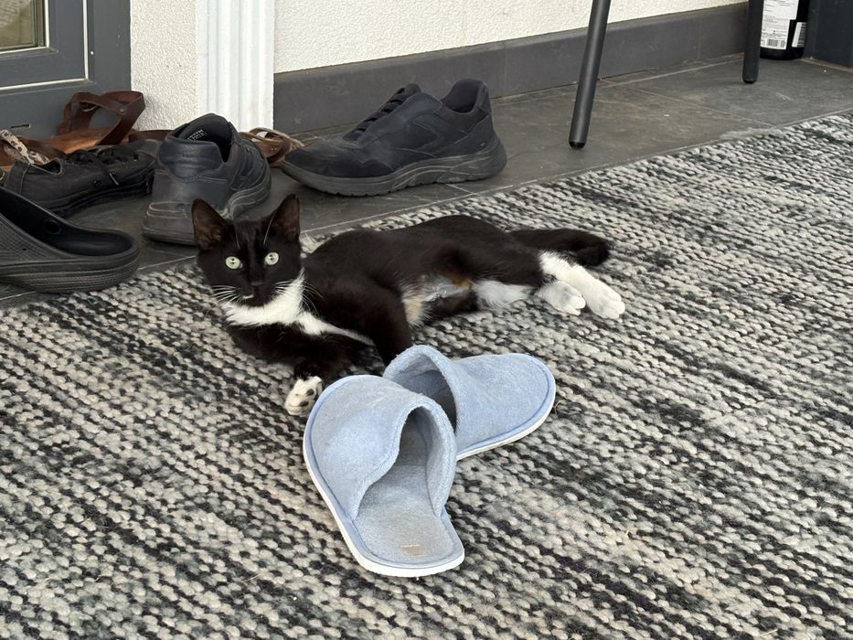 Pic si Poc isi cauta casuta - pisoi spre adoptie