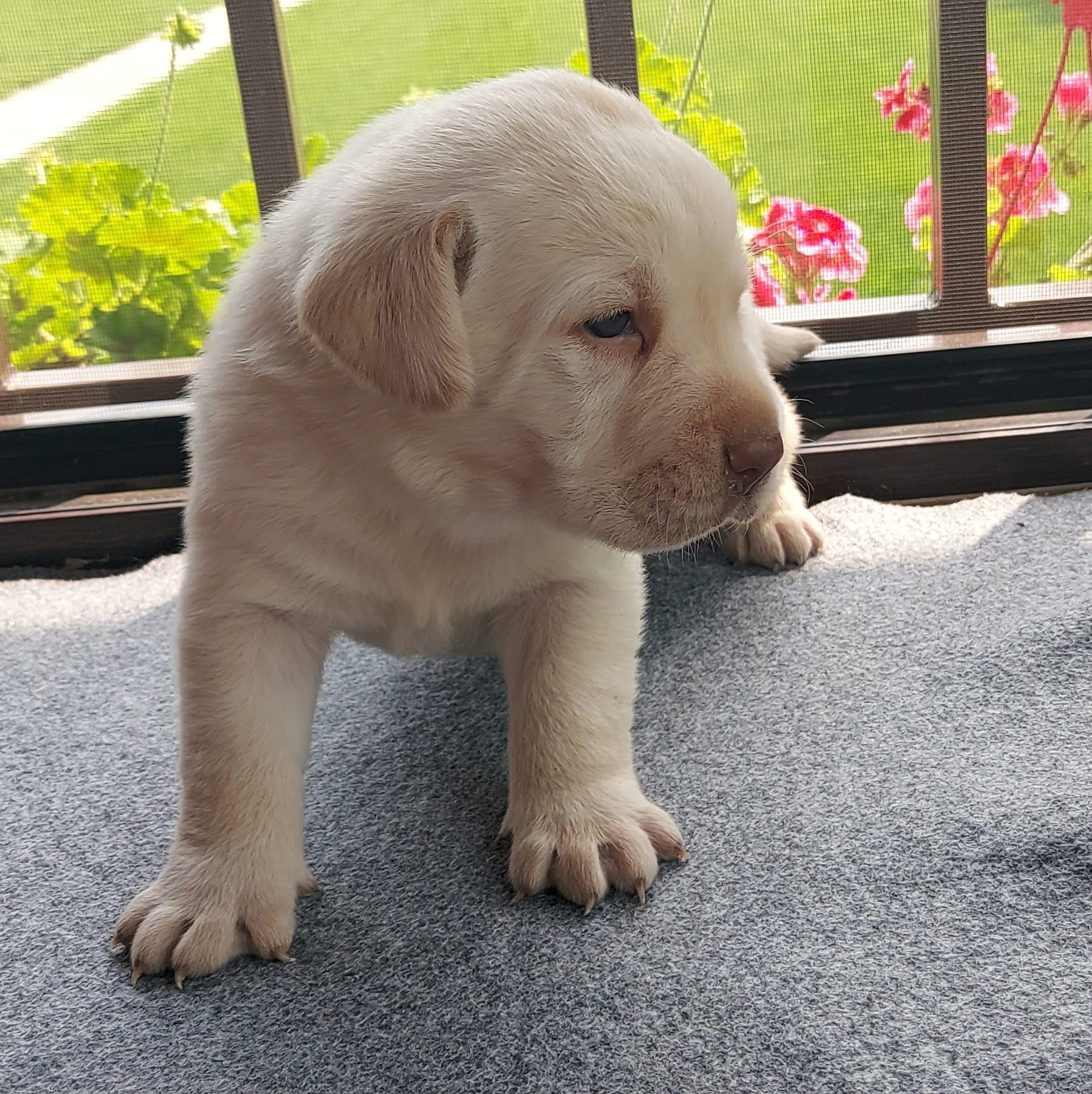 Labrador Retriever cu certificat pedigree