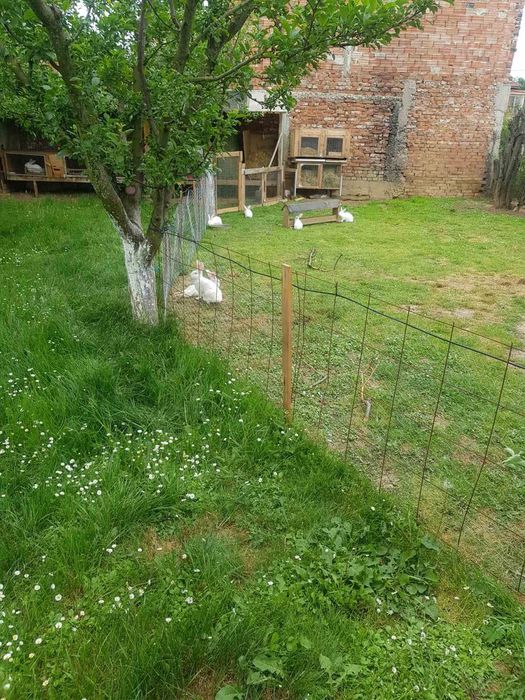 Зайци от порода Цика