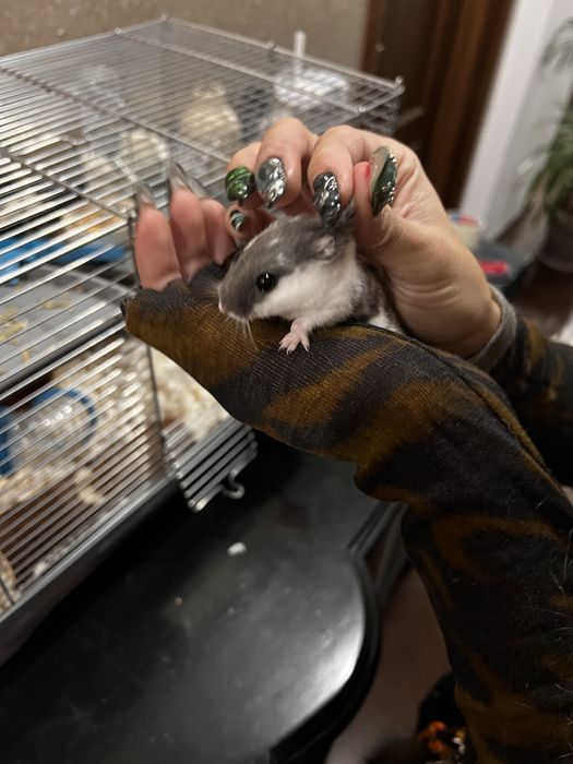Hamster si cusca