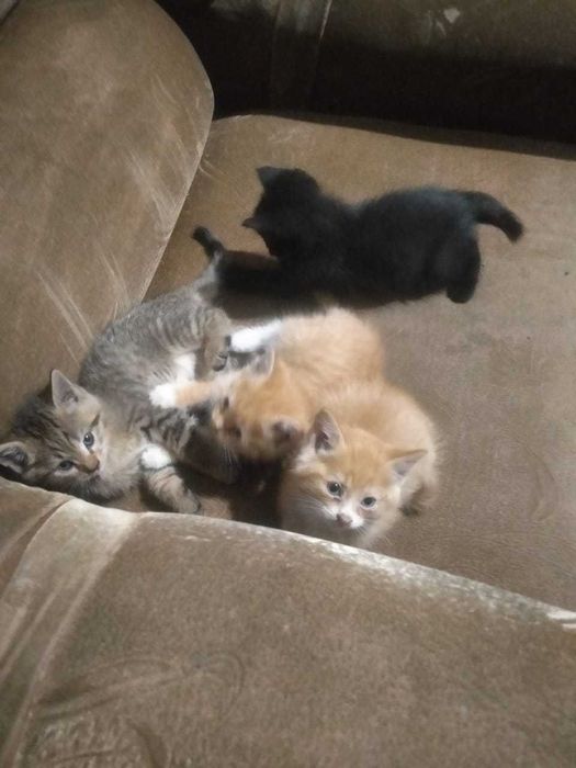 отдам котят в хорошие руки