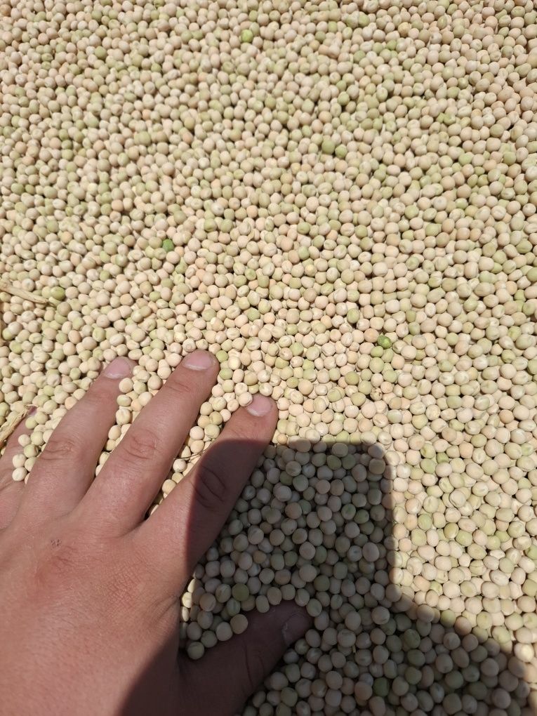 Mazare furajera productie 2025