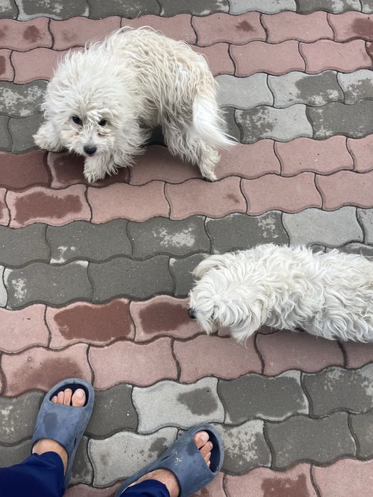 Donez 4 catei bichon
