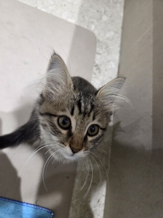 Котёнок, примерно 3 месяца.