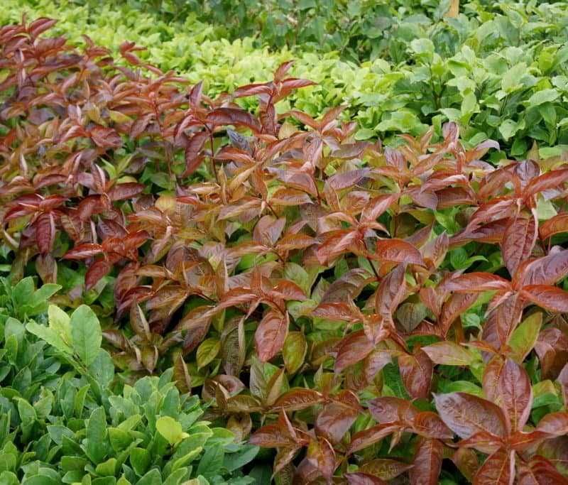 Вайгела – Налични 4 вида  Студоустойчива