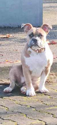 Femela American Bully cu pedigree