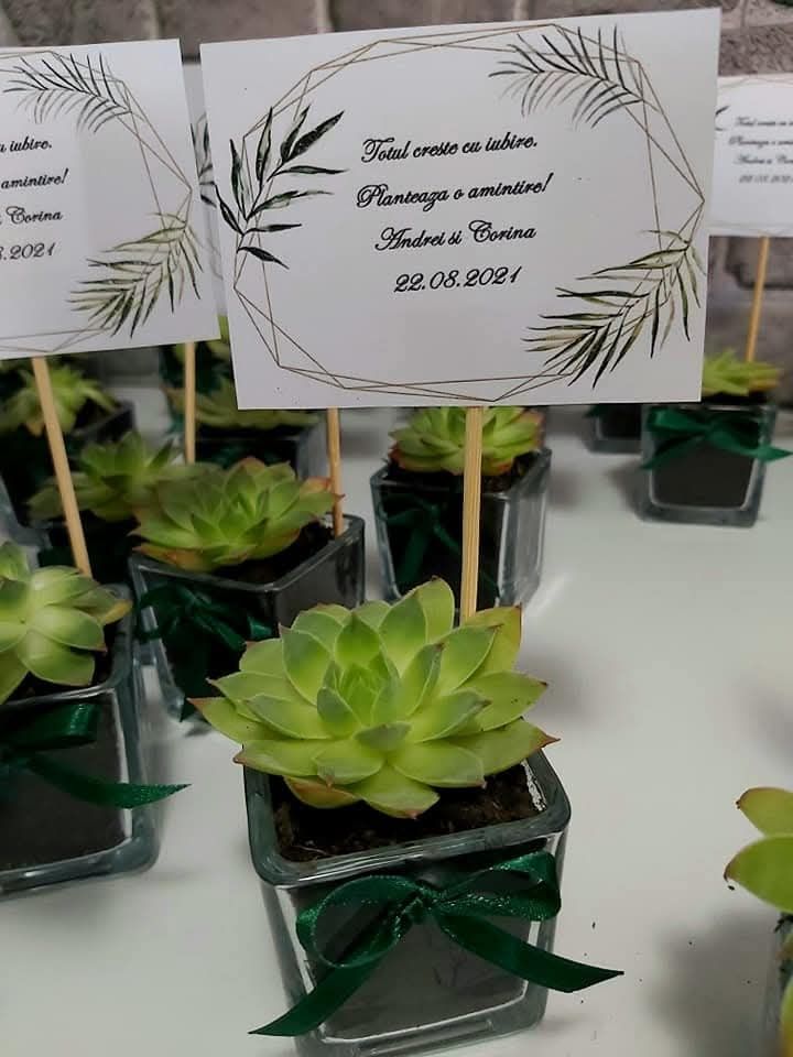 Mărturii plante suculente