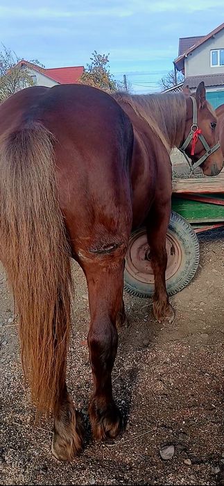 Cal castrat de 4 ani