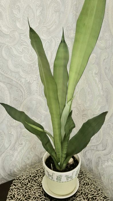 Светлая сансевьерия Муншайн сортовое комнатное растение цветы.