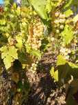 Struguri albi de vin