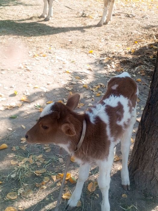 Ona bola sigir ikkinchi bolasi gunohim 8-10 suti bor yuvow sigir