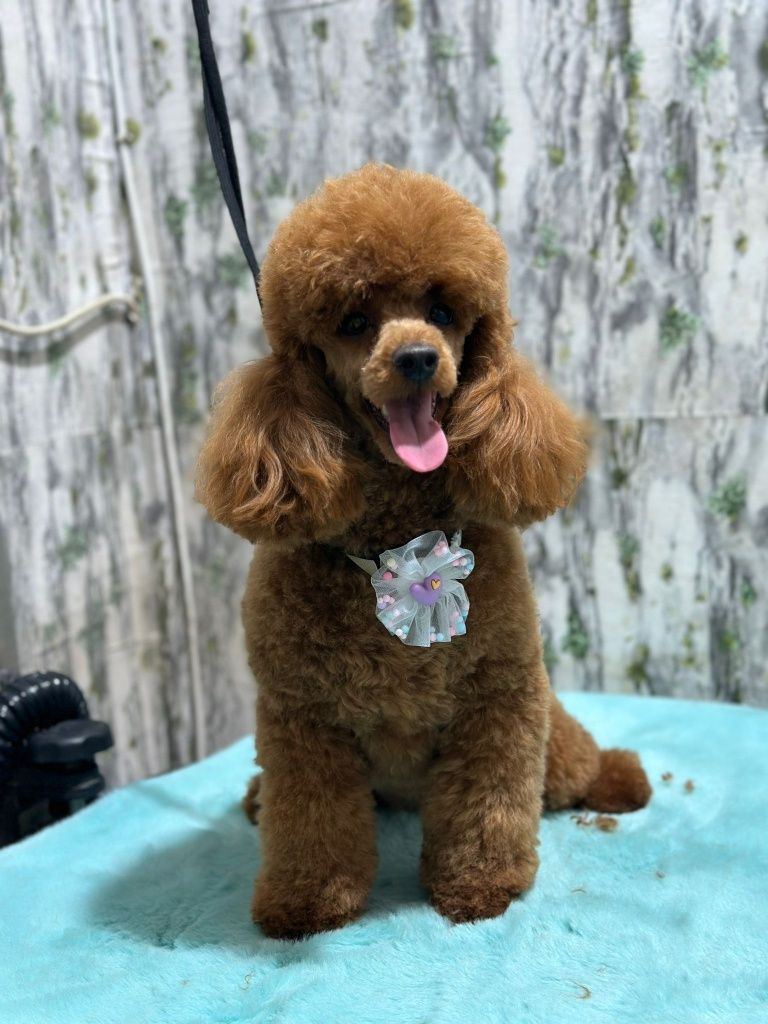 Salon frizerie canină si felina Fashionpet