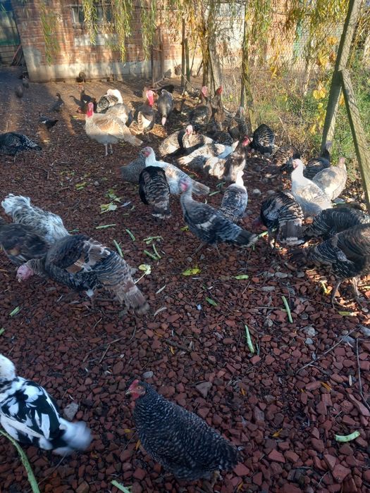 Vând curci și curcani