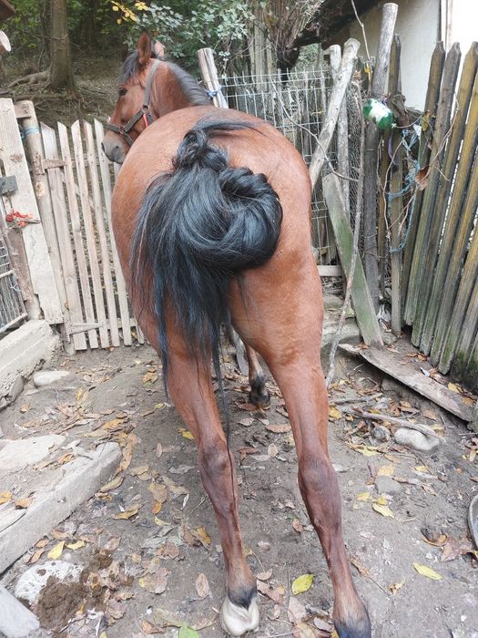 Vând iapa de 7 anii !