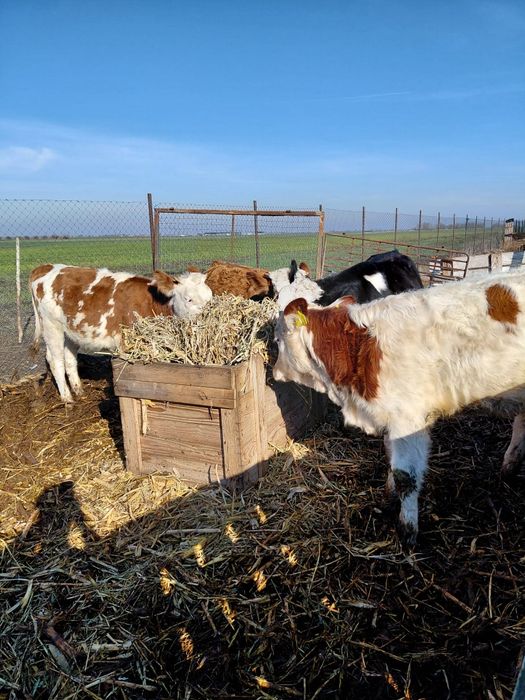 Vând  patru vitele baltate