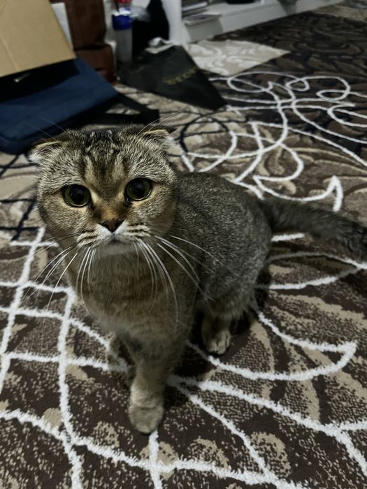 британская шиншила