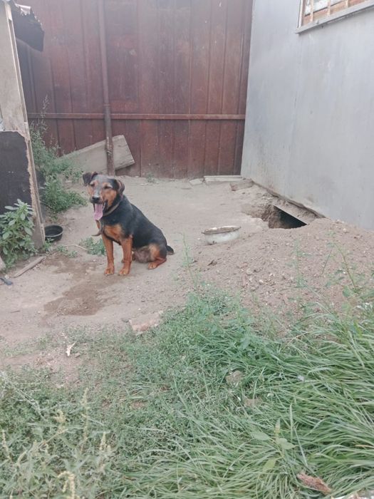 Продается охотничьи ягдтерьер