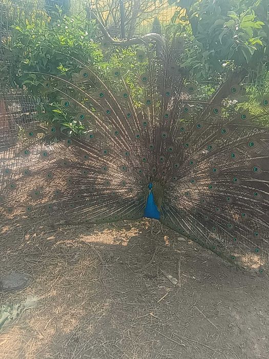 Păuni umăr negru și alb