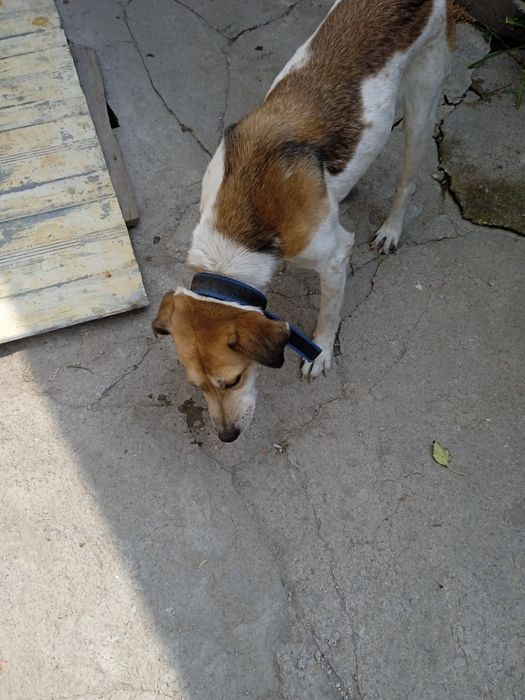 Отдам в добрые руки