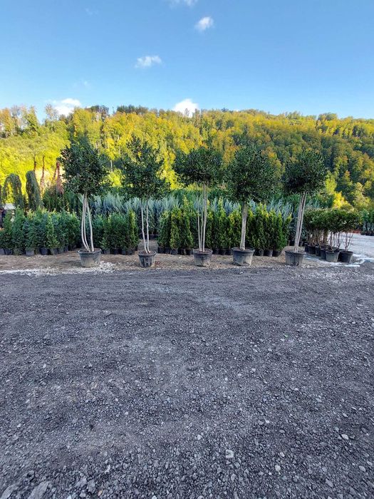 Tuia, Cupressocyparis Leylandii, Pon Pon, Spirala Leylandii