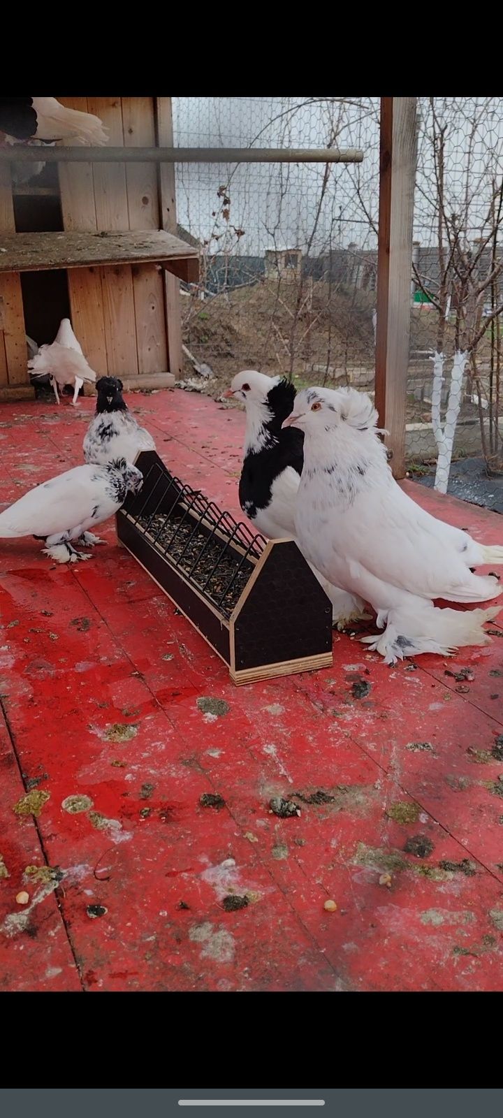 Porumbei jucători de Botoșanii,Capucini, Maghiari Uriași