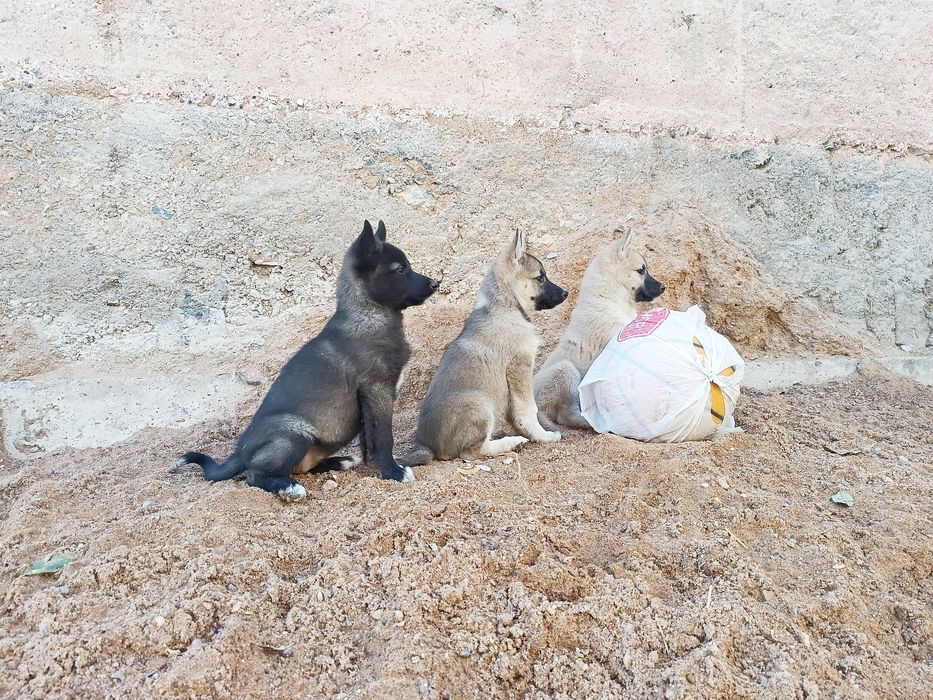 Щенки лайки ЗСЛ и ВСЛ