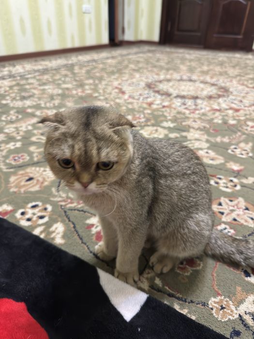 Продаётся котята