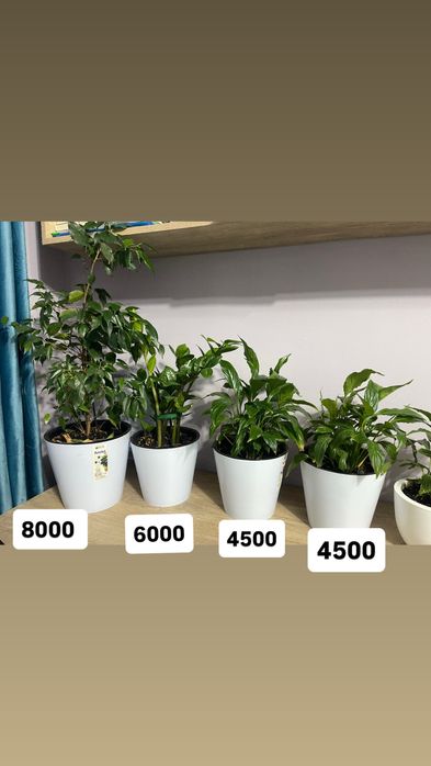 Продаются домашные цветы