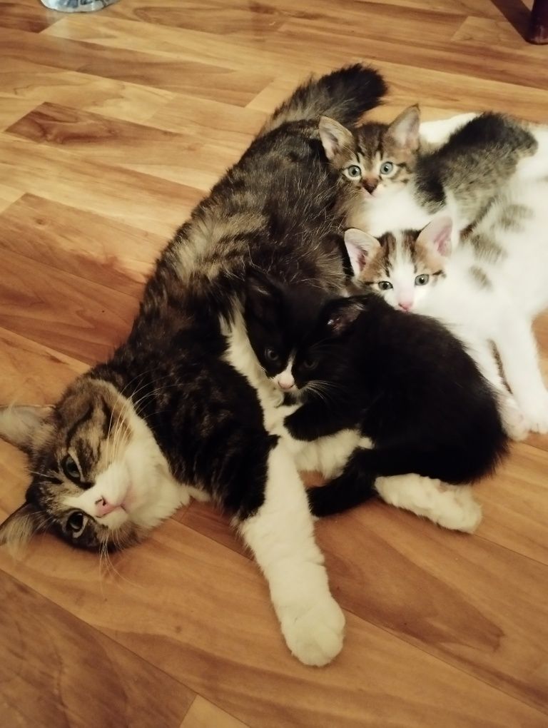 Котята в добрые руки