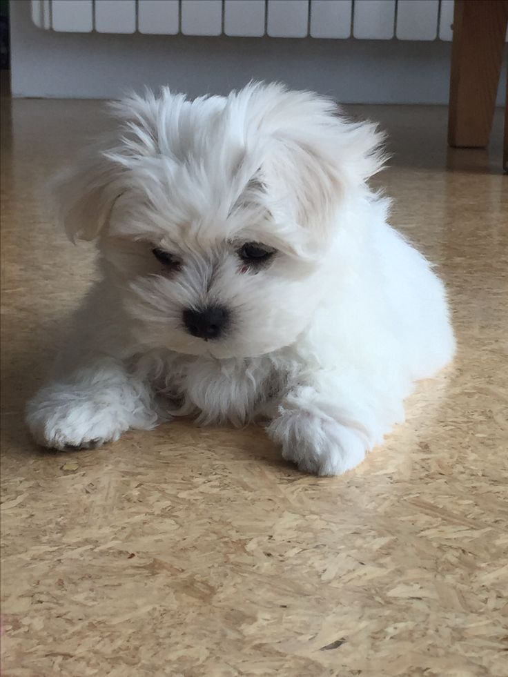 Bichon maltez.  .