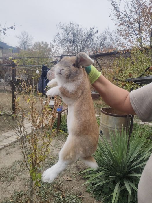 Продам кроликов порода "французский баран"