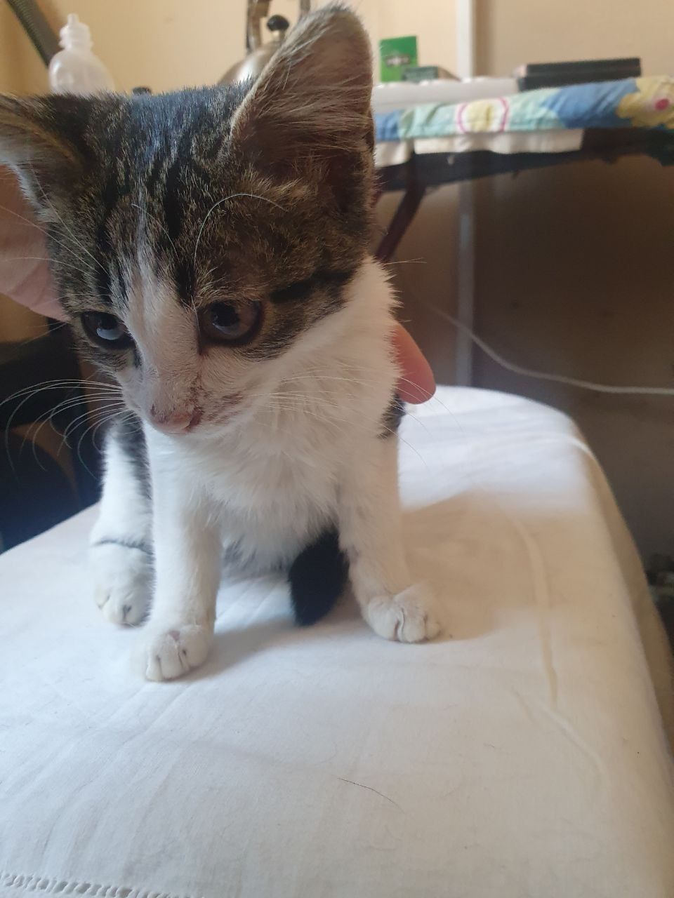Котенька ищет дом