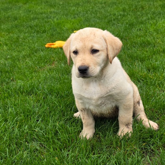 Labrador retriever cu certificat pedigree tip A