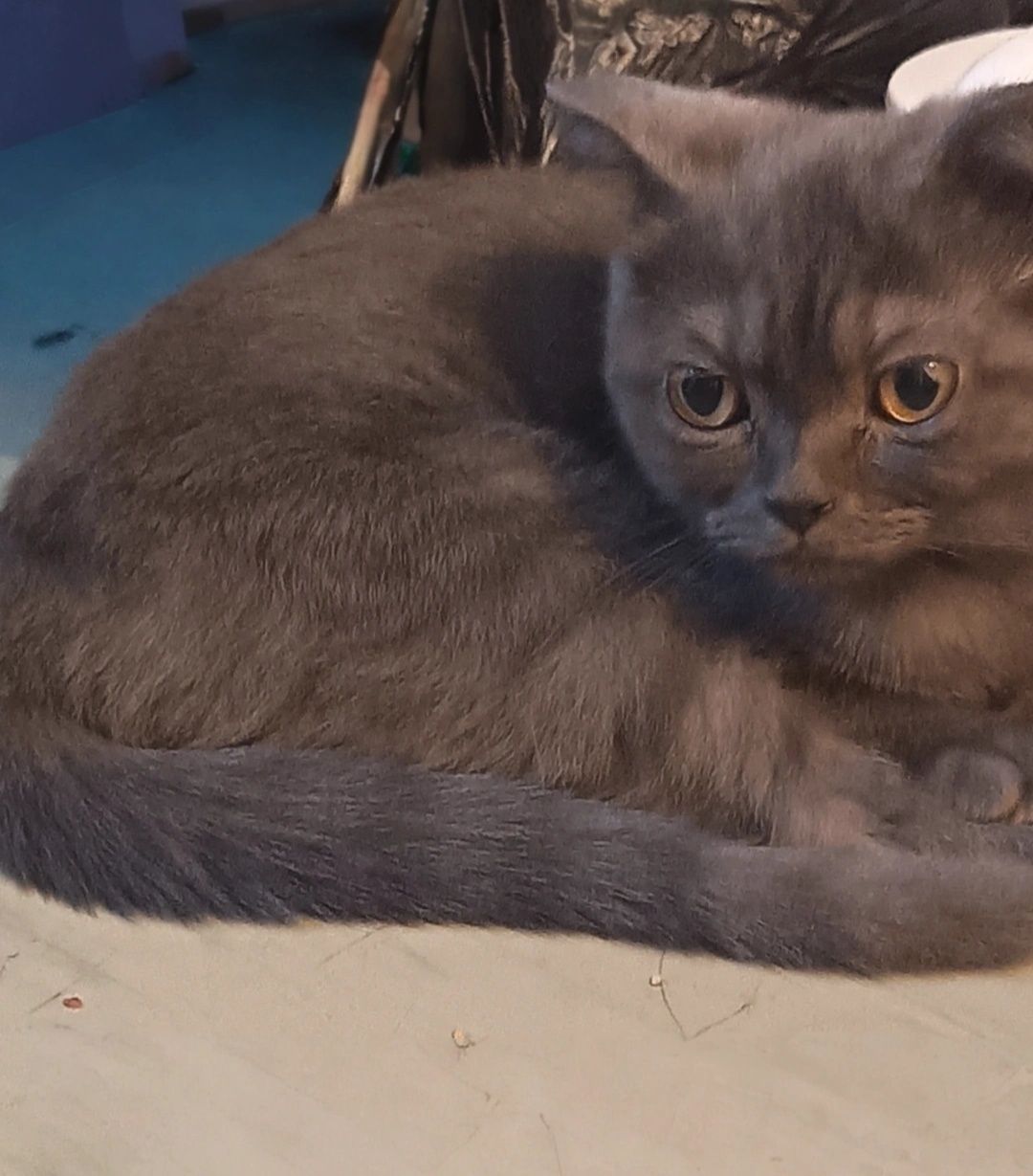 Scottish Fold mushukchalar sotiladi