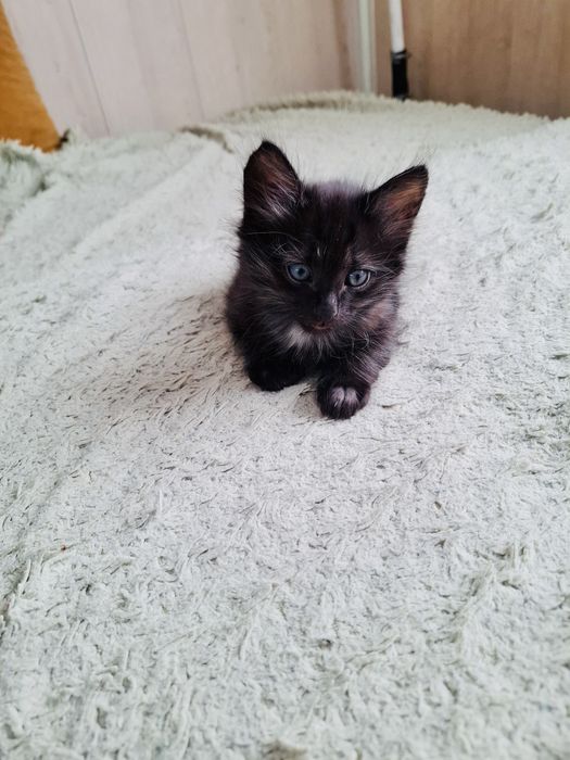 Отдам котенка девочка, 3 месяца.