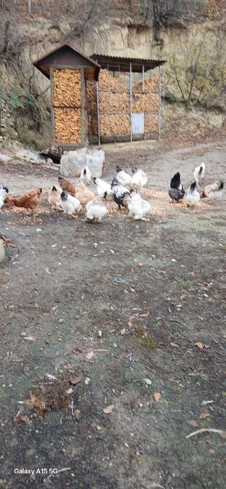 Vând gaini de casă.