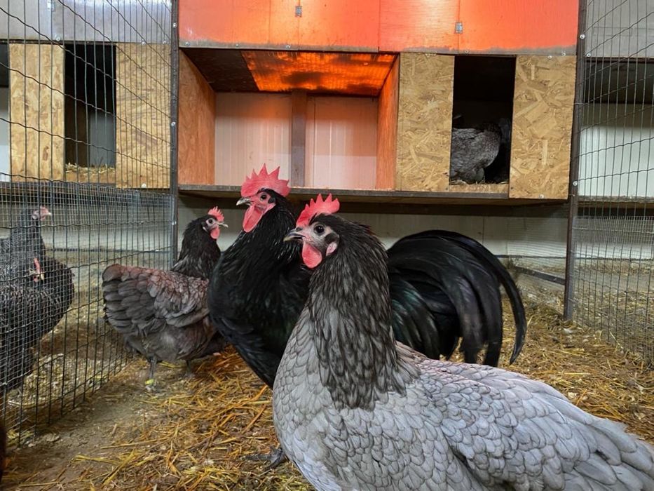 Pui de o zi oua de incubat gaini de rasa Brahma Australorp La Bresse