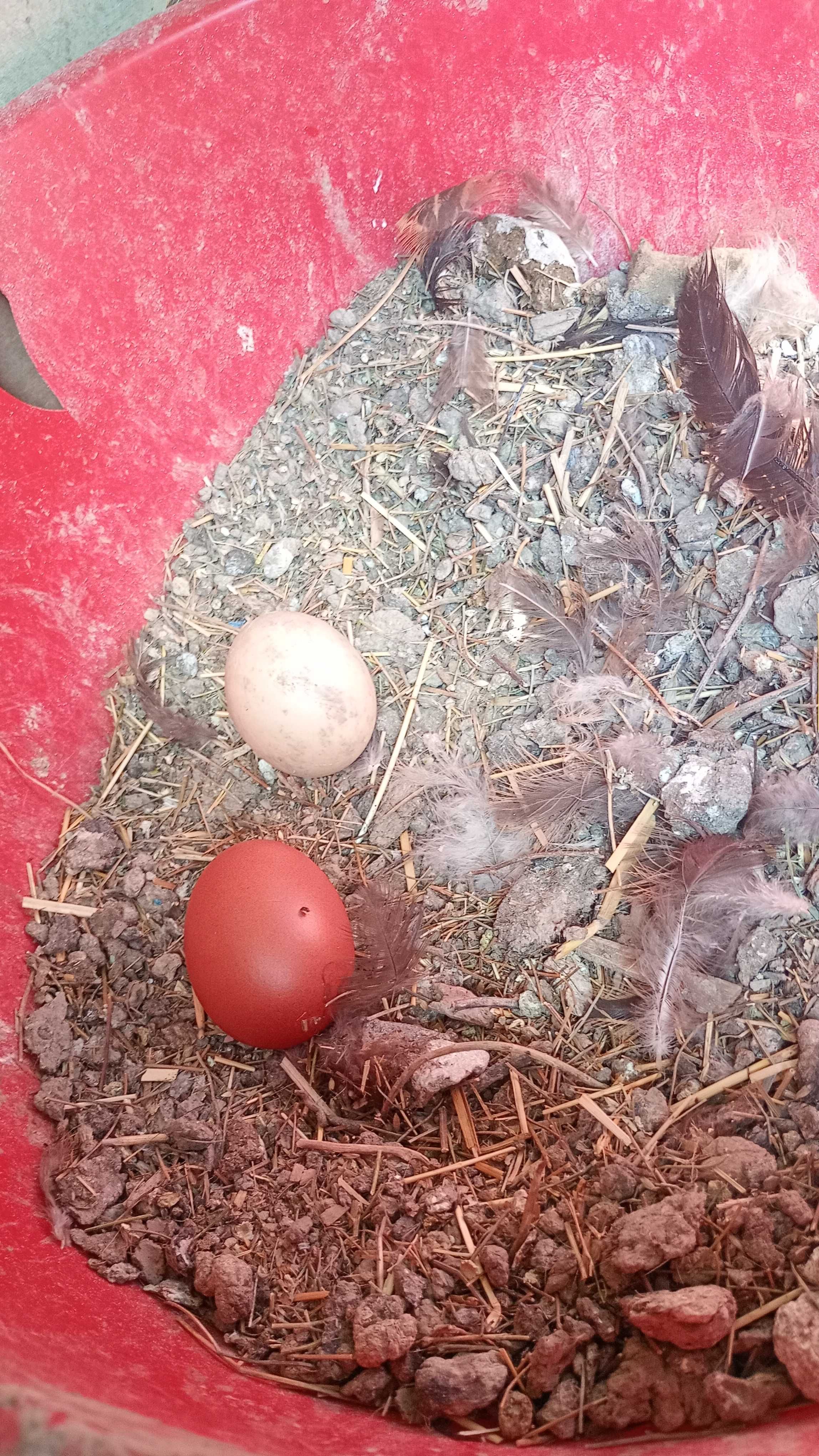 Pui Marans de vânzare pui Australorp Splash și pui olive