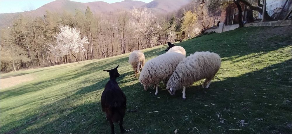Продават се 4 броя овце и 2 броя кози