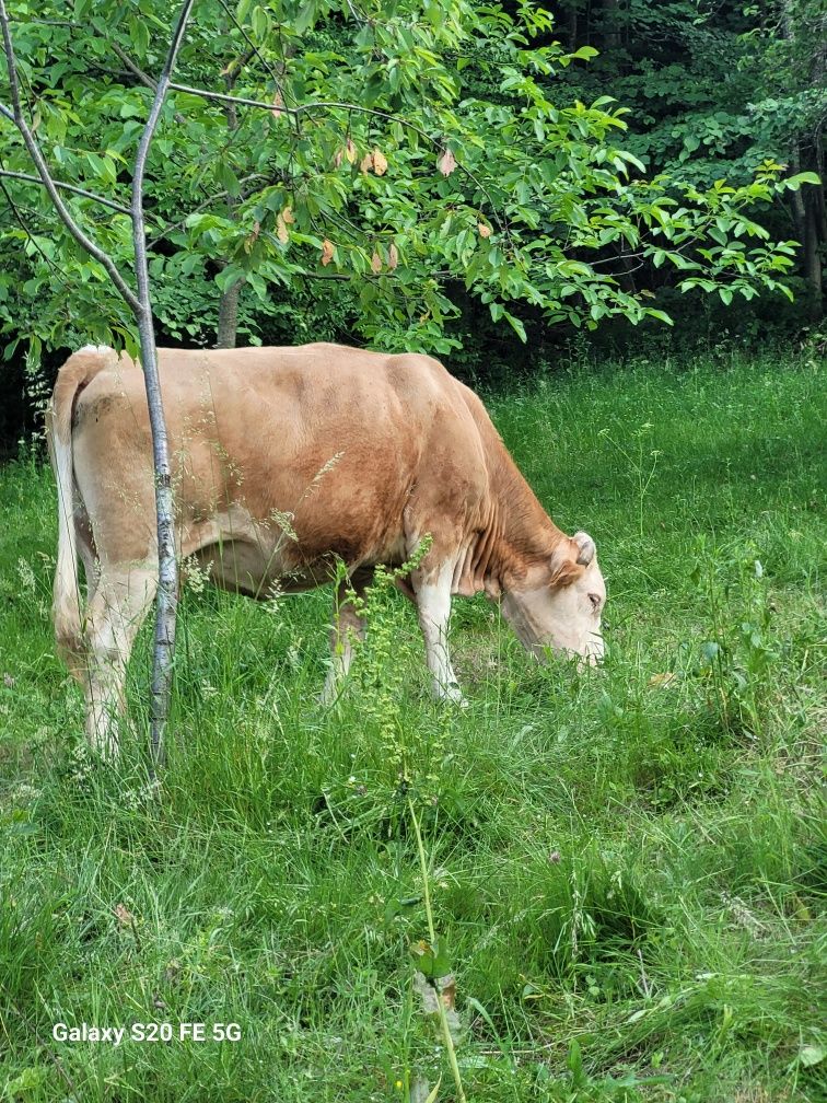 Vaca gestanta de vanzare